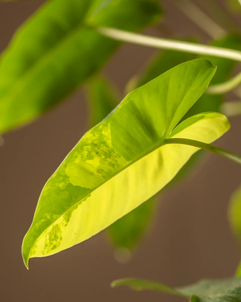Philodendron burle marx variegata