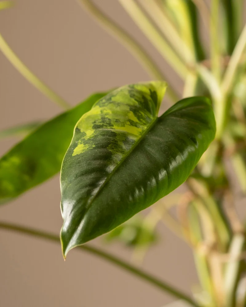 Philodendron burle marx variegata