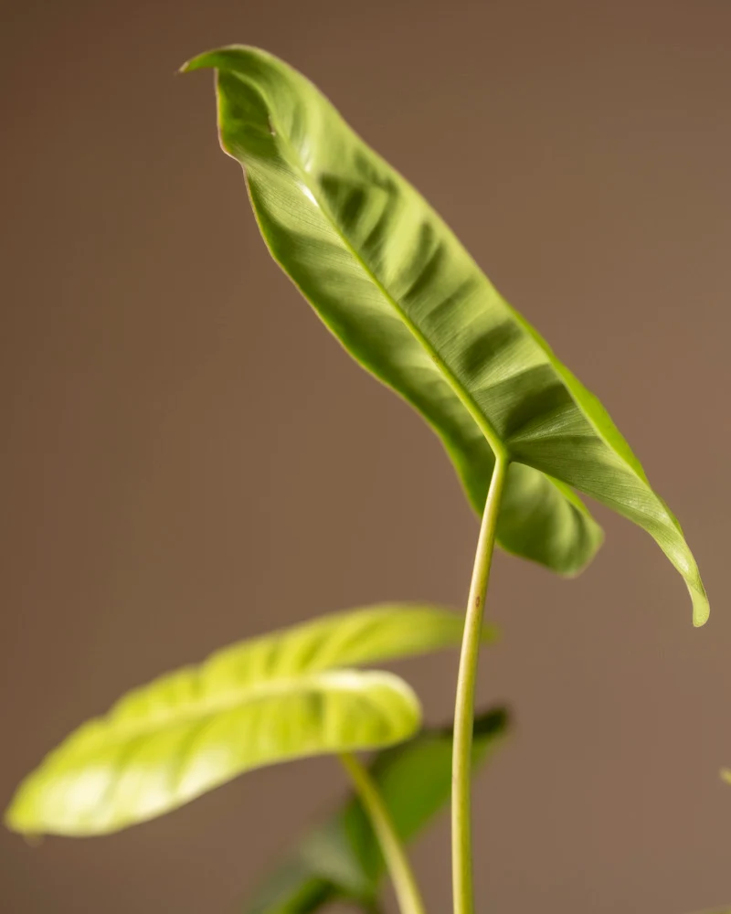 Philodendron burle marx variegata