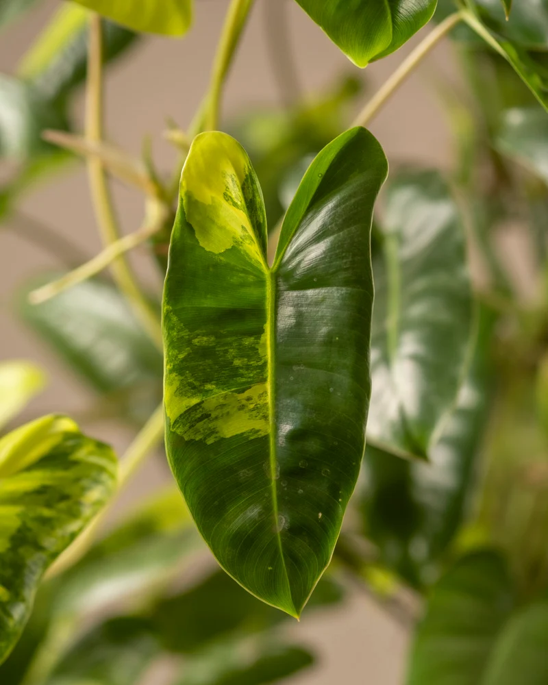 Philodendron burle marx variegata