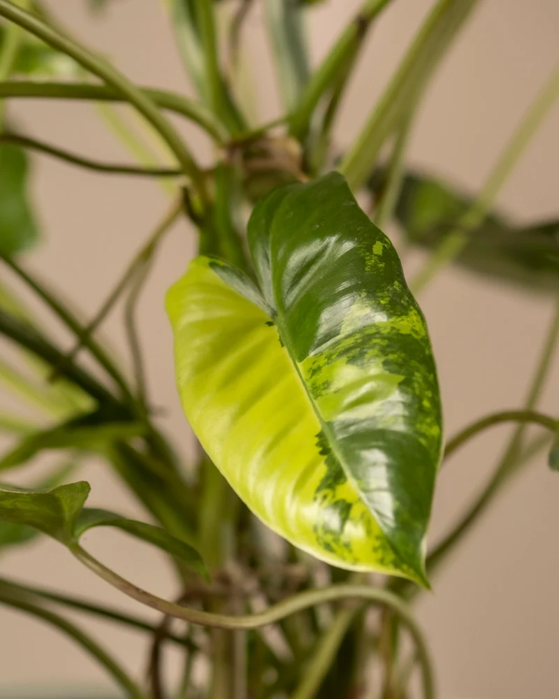 Philodendron burle marx variegata