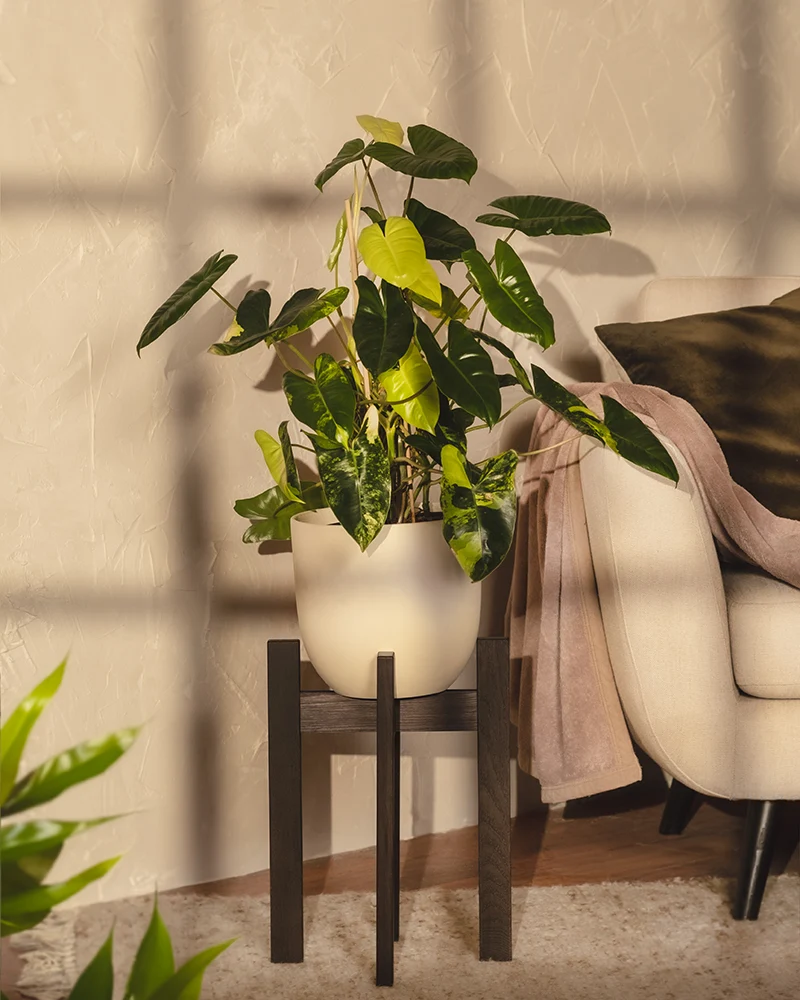Philodendron burle marx variegata