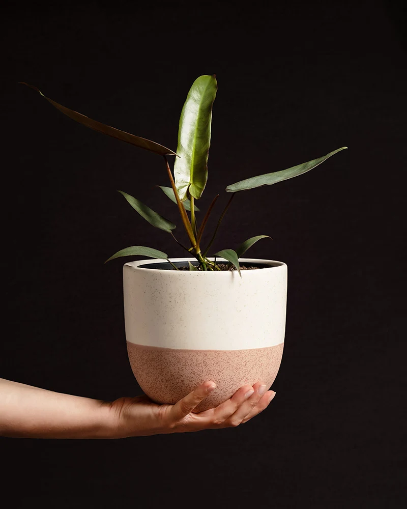 Philodendron atabapoense