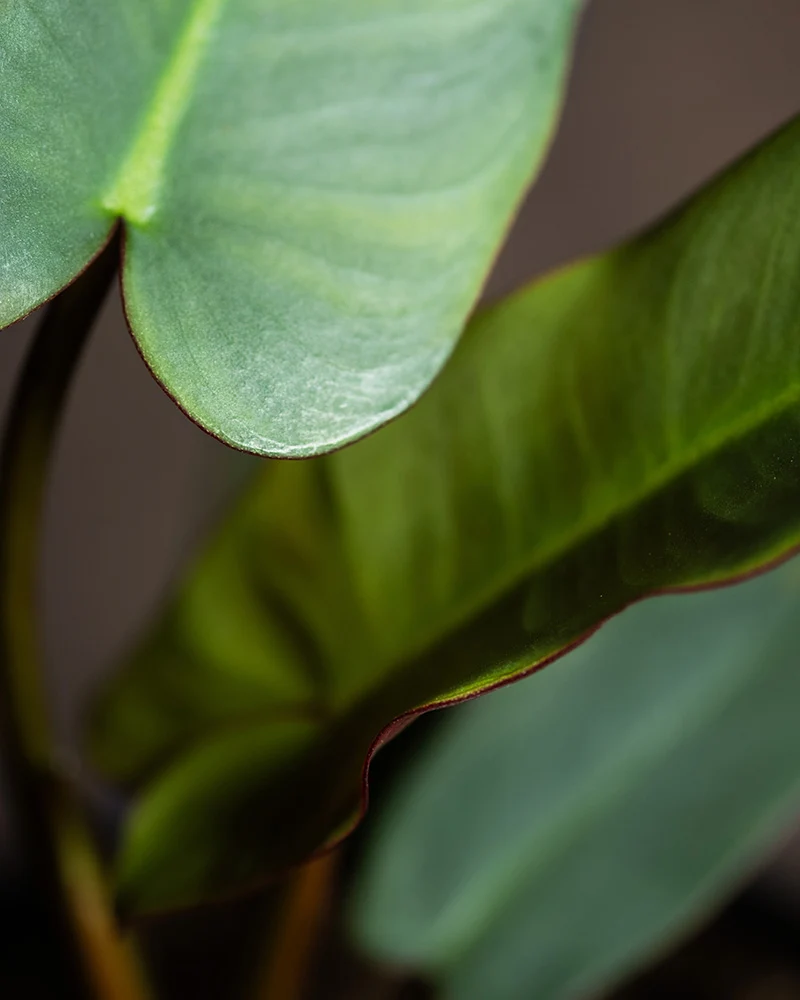 Philodendron atabapoense