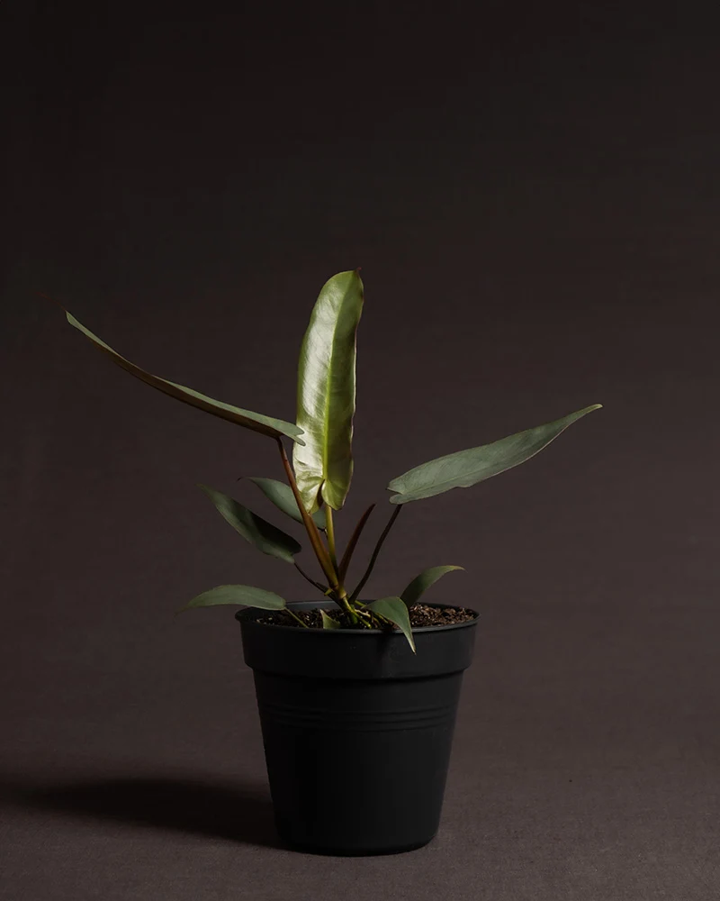 Philodendron atabapoense