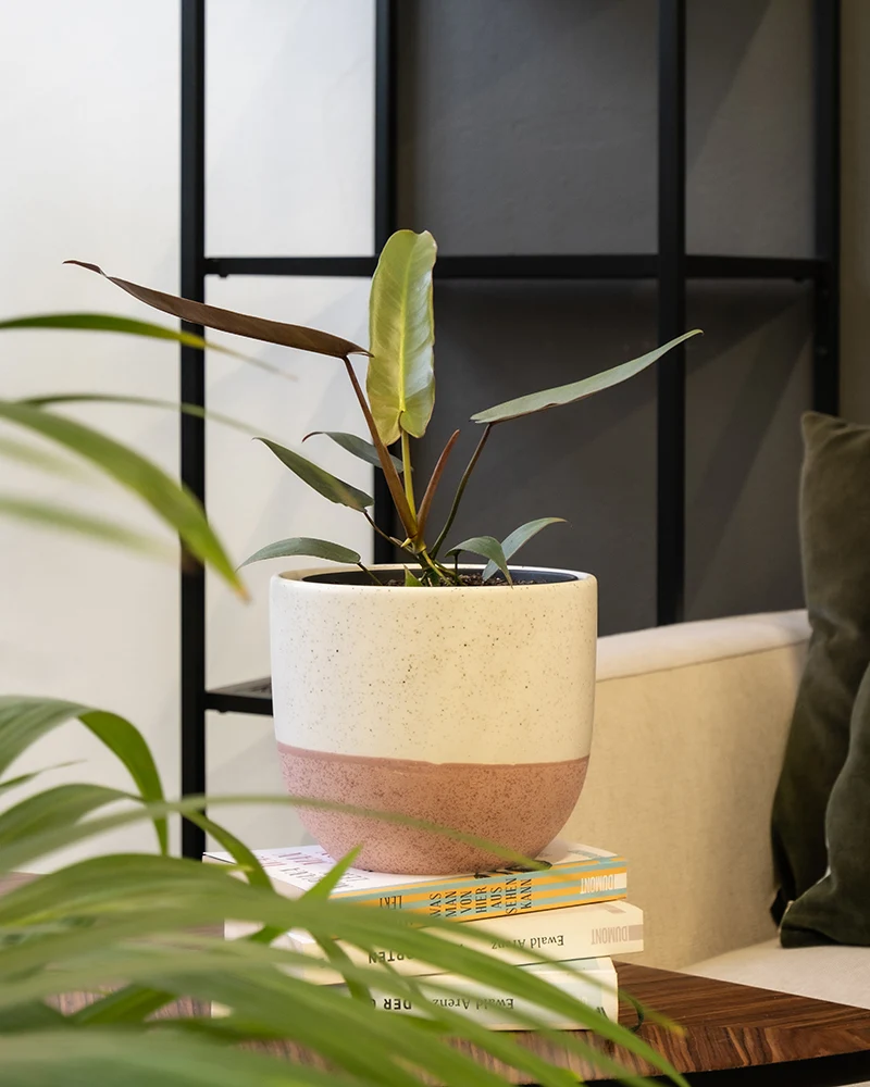 Philodendron atabapoense