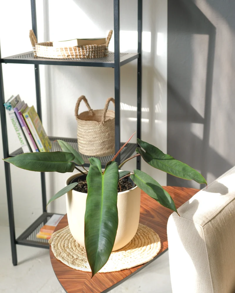 Philodendron atabapoense