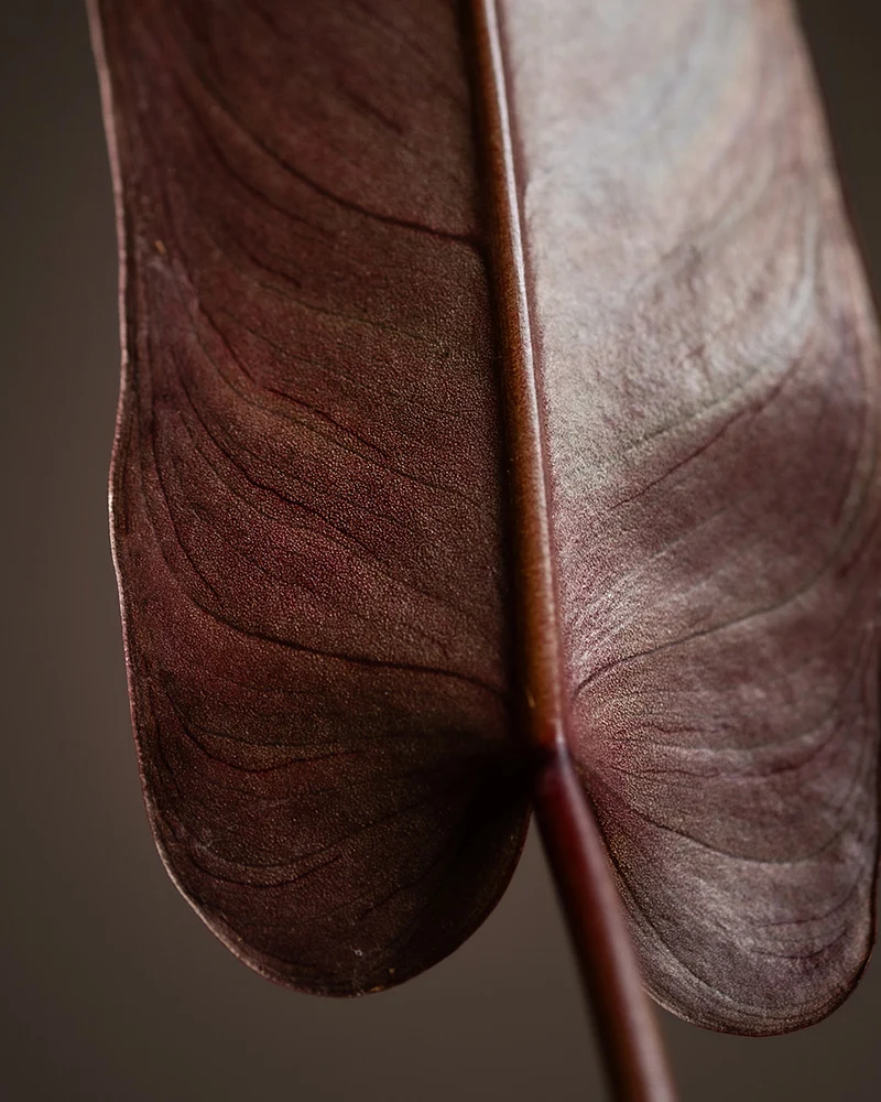 Philodendron atabapoense