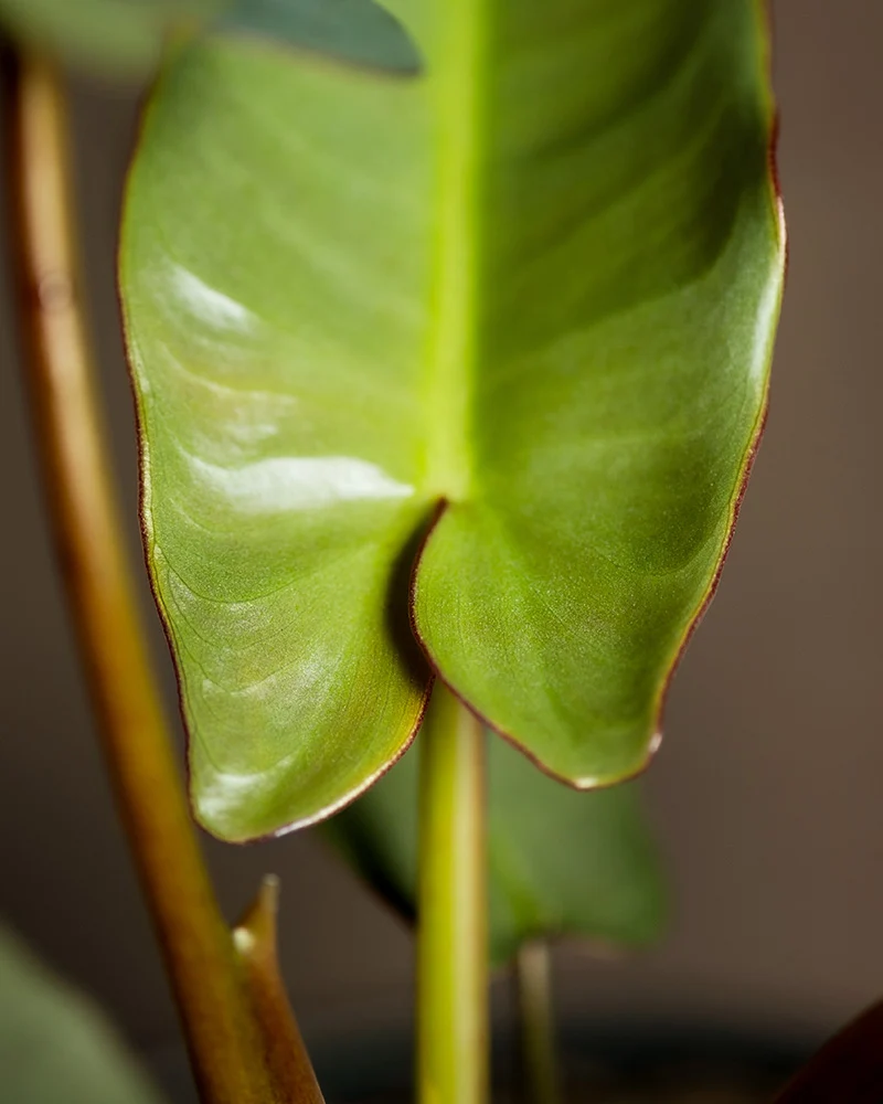 Philodendron atabapoense