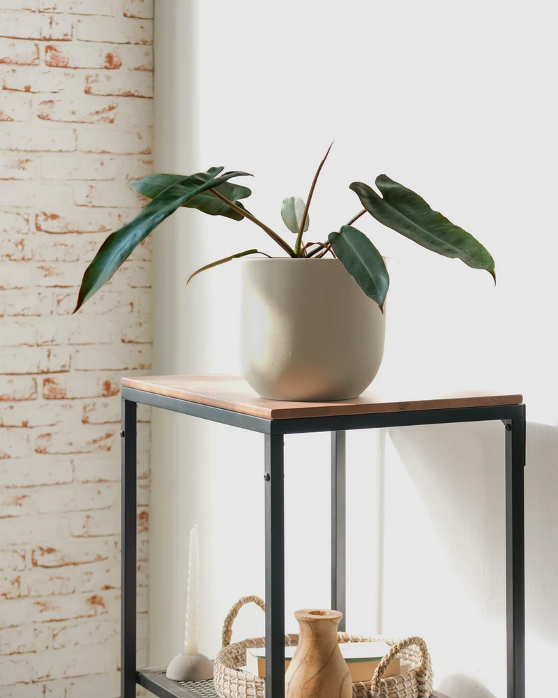 Philodendron atabapoense