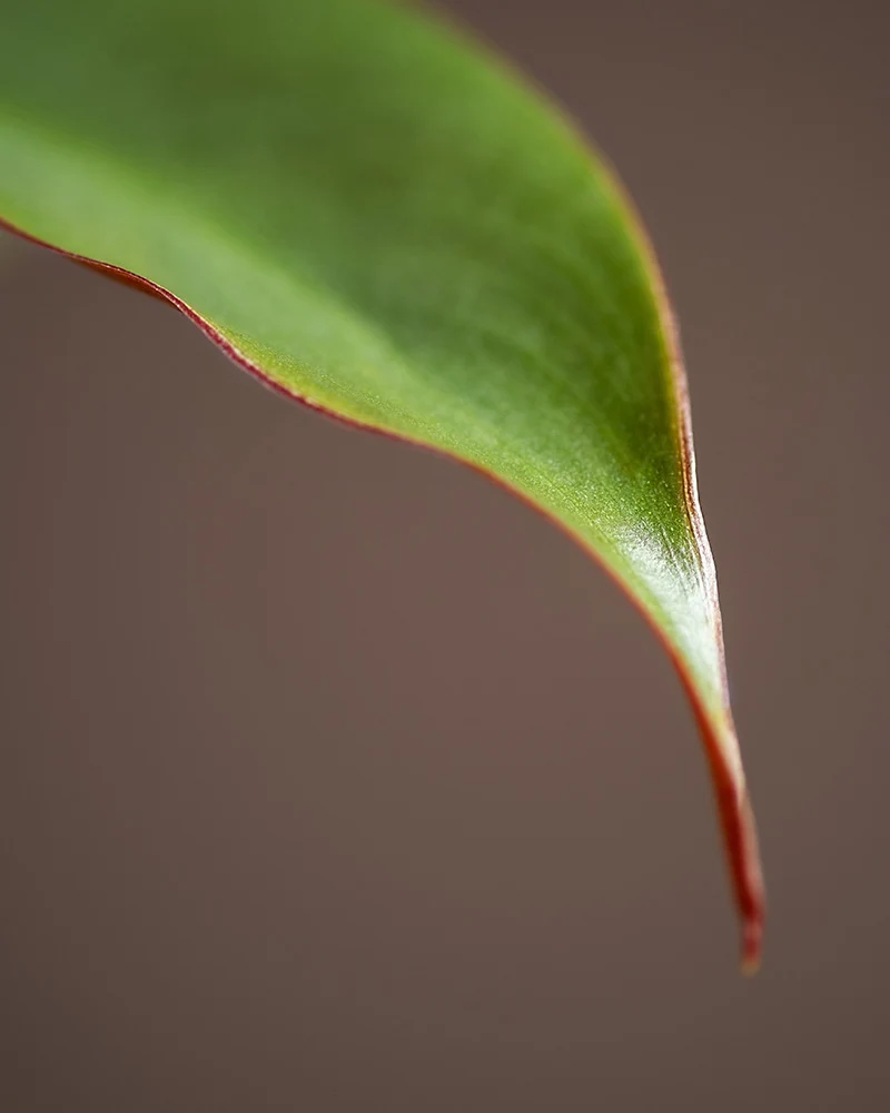 Philodendron atabapoense