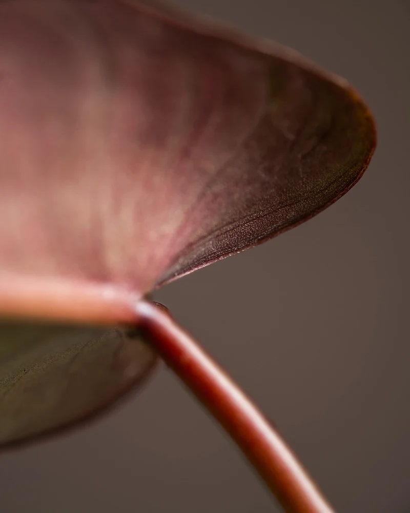 Philodendron atabapoense