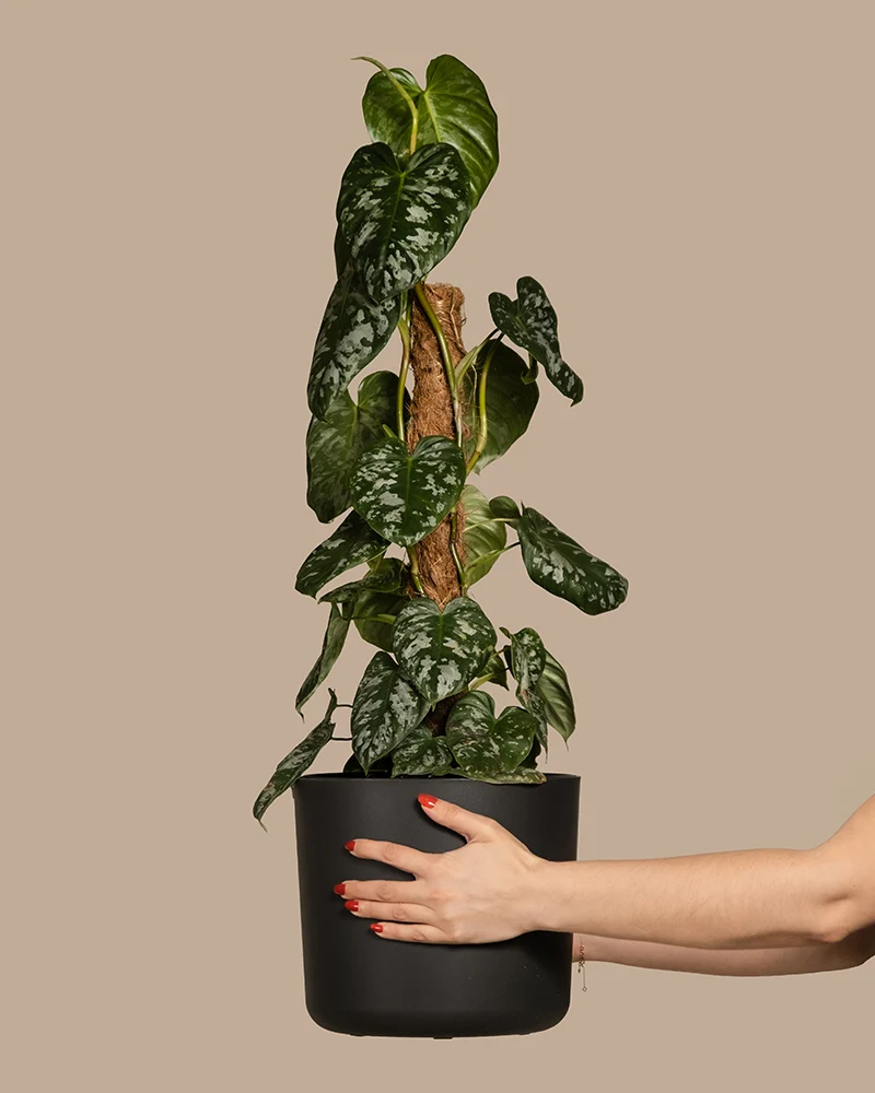 Philodendron brandtianum
