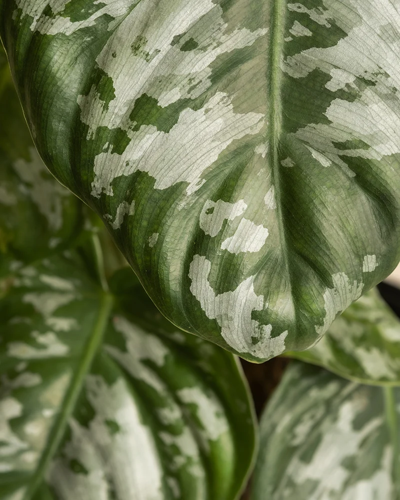 Philodendron brandtianum
