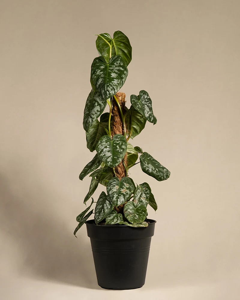 Philodendron brandtianum