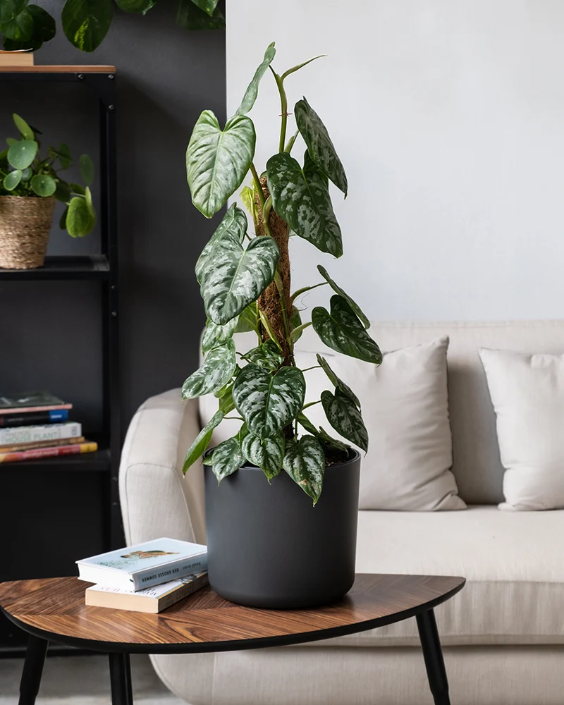 Philodendron brandtianum