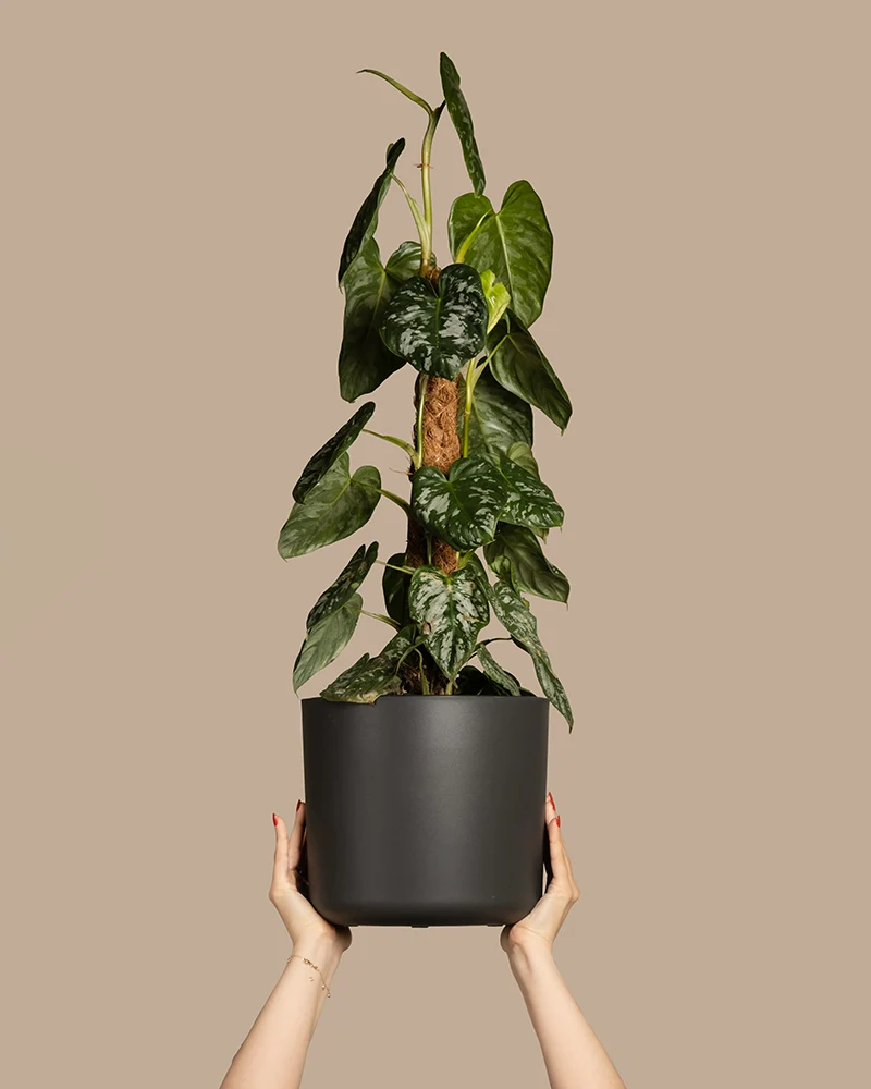 Philodendron brandtianum