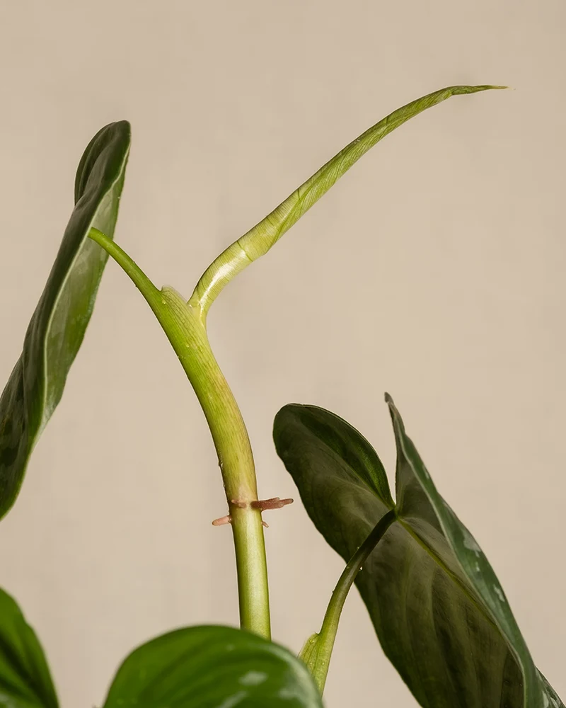 Philodendron brandtianum
