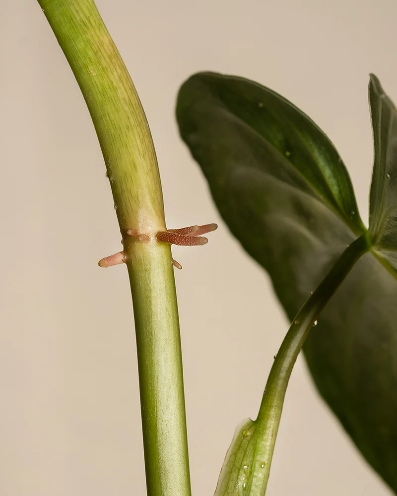 Philodendron brandtianum