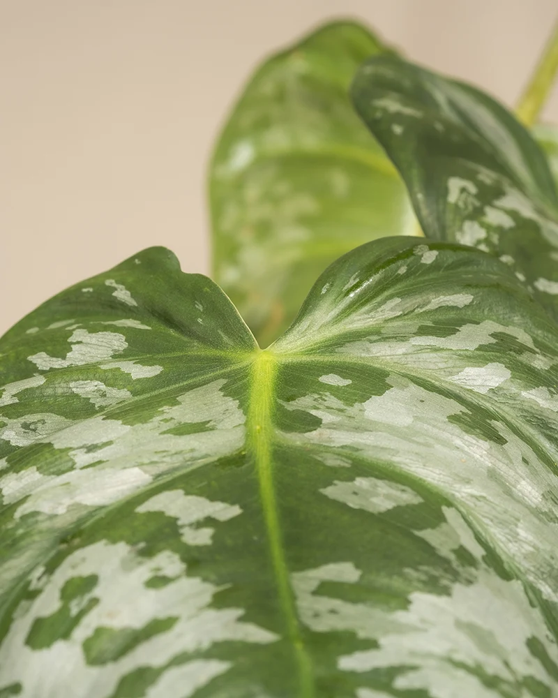 Philodendron brandtianum