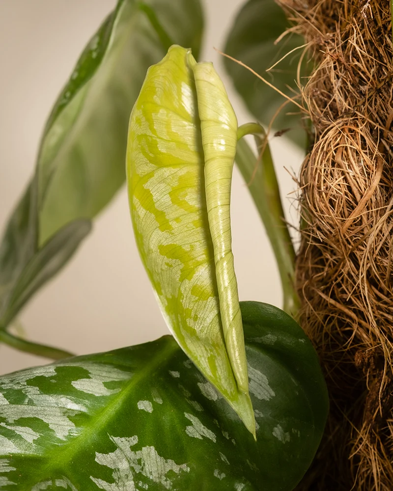 Philodendron brandtianum