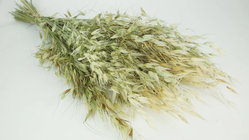 Wild Hafer getrocknet - 1 Bund - Naturfarbe