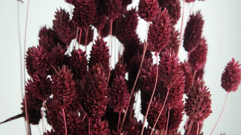 Phalaris getrocknet - 1 Bund - Berry