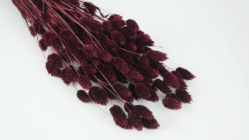 Phalaris getrocknet - 1 Bund - Berry
