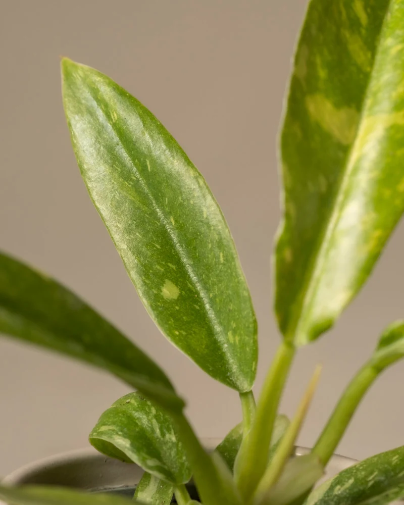 Philodendron 'Ring of Fire' Babypflanze
