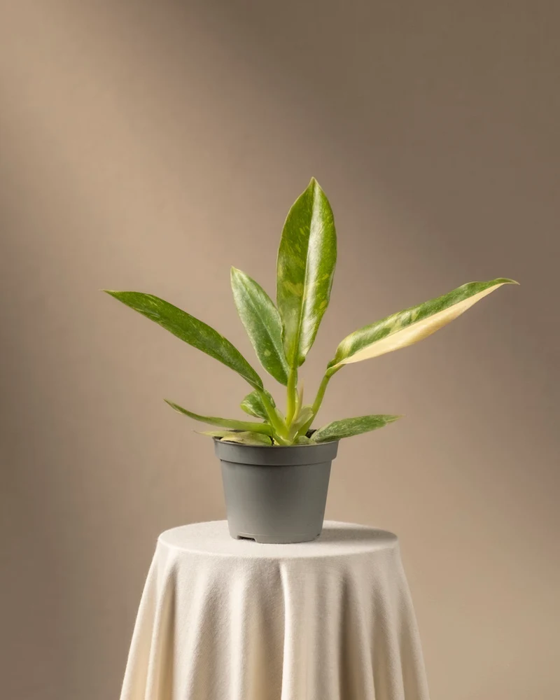 Philodendron 'Ring of Fire' Babypflanze