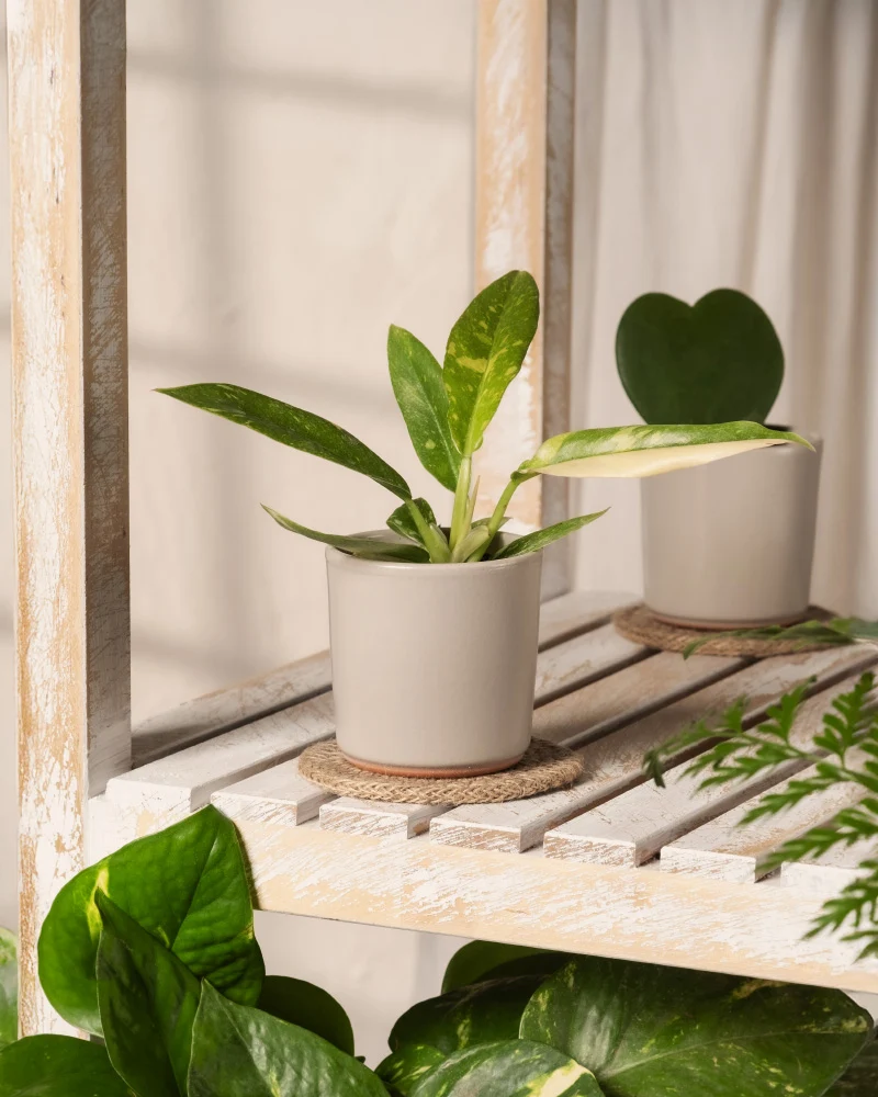 Philodendron 'Ring of Fire' Babypflanze
