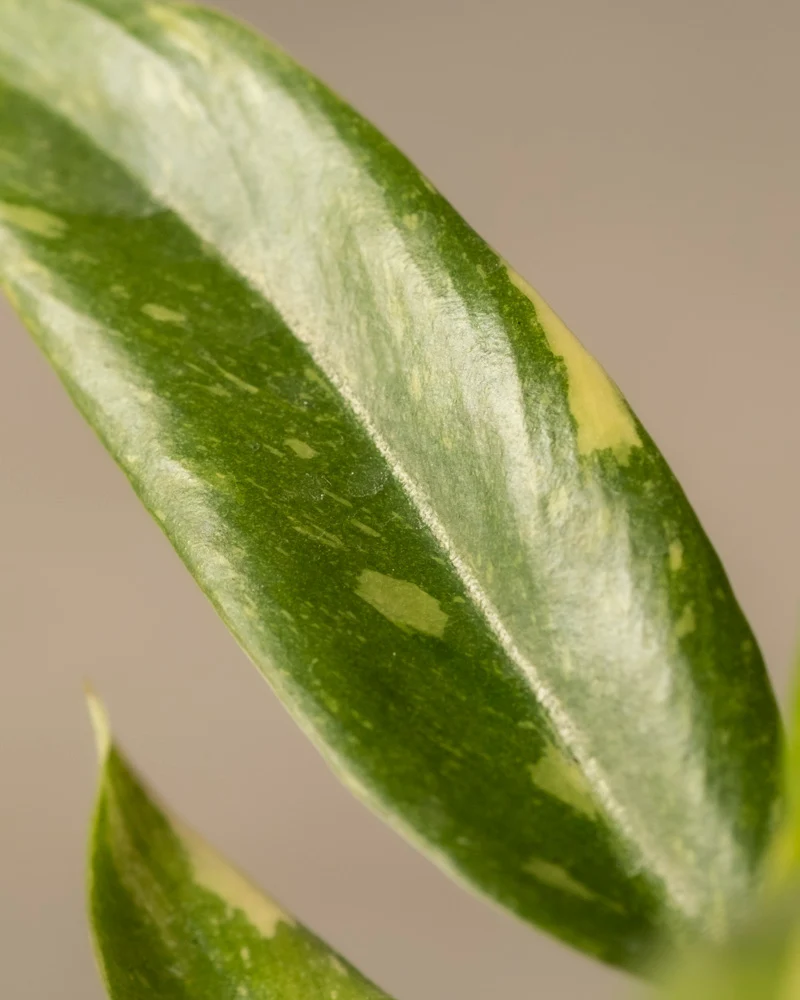 Philodendron 'Ring of Fire' Babypflanze
