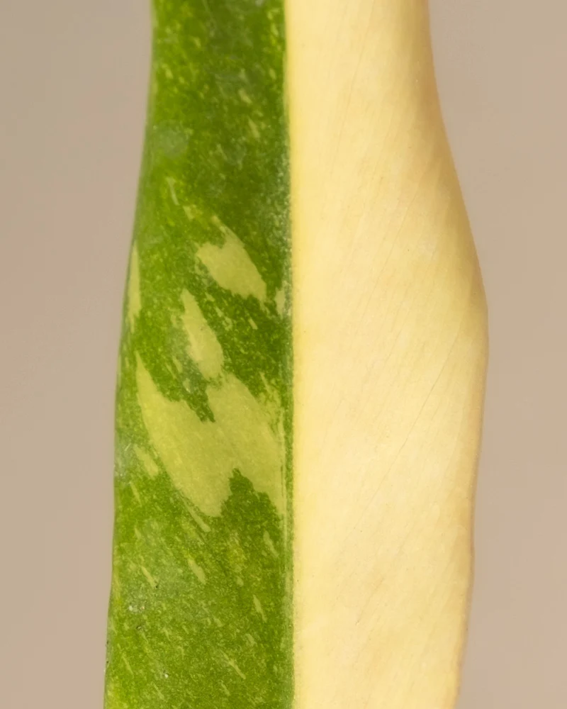 Philodendron 'Ring of Fire' Babypflanze