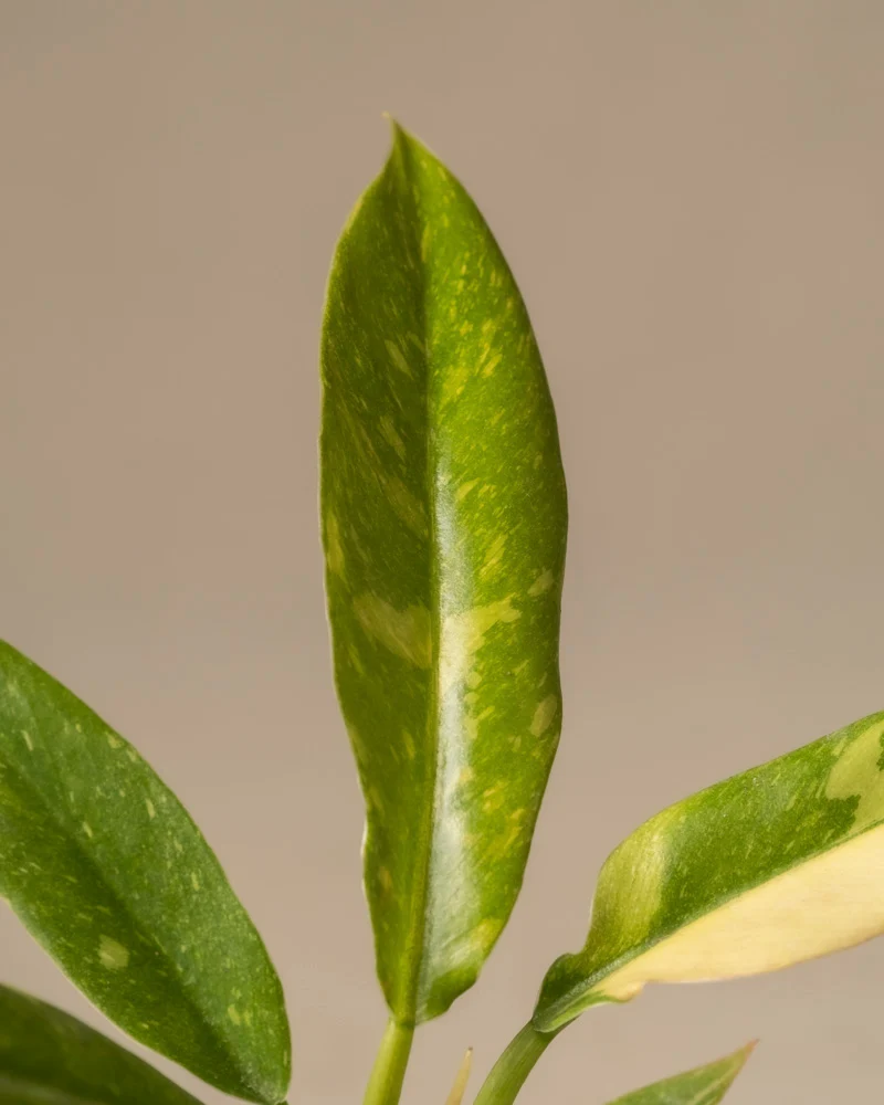 Philodendron 'Ring of Fire' Babypflanze