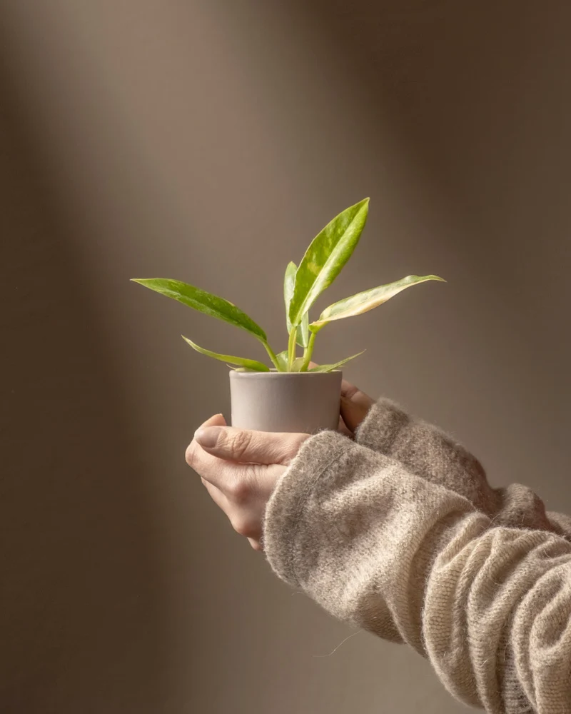 Philodendron 'Ring of Fire' Babypflanze