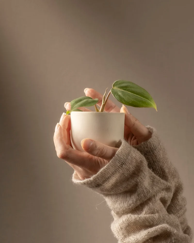 Philodendron gloriosum Babypflanze