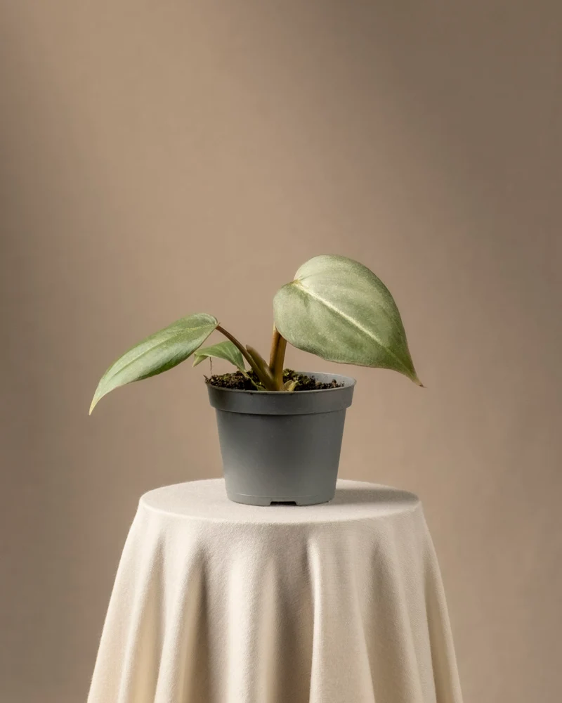 Philodendron gloriosum Babypflanze