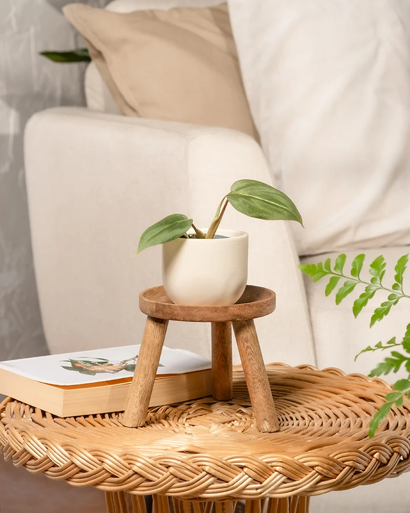 Philodendron gloriosum Babypflanze