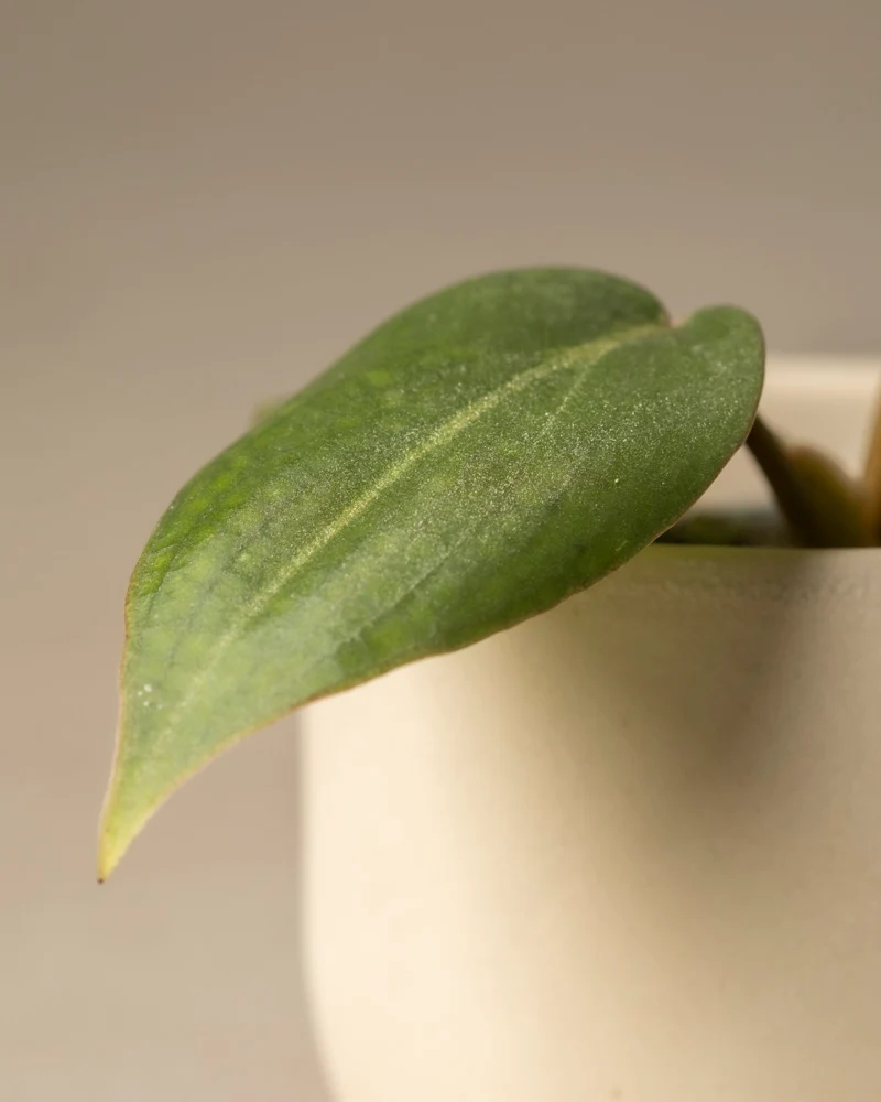 Philodendron gloriosum Babypflanze