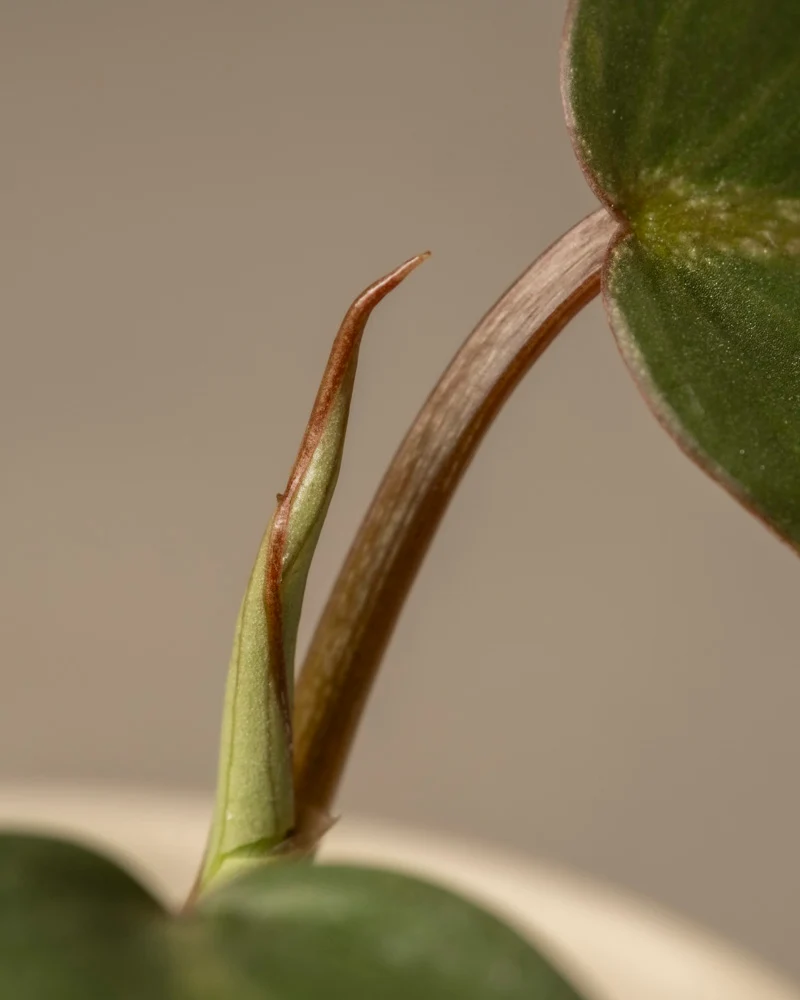 Philodendron gloriosum Babypflanze