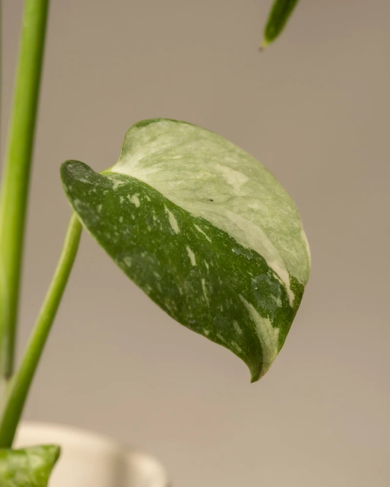 Monstera deliciosa 'Thai Constellation' Babypflanze