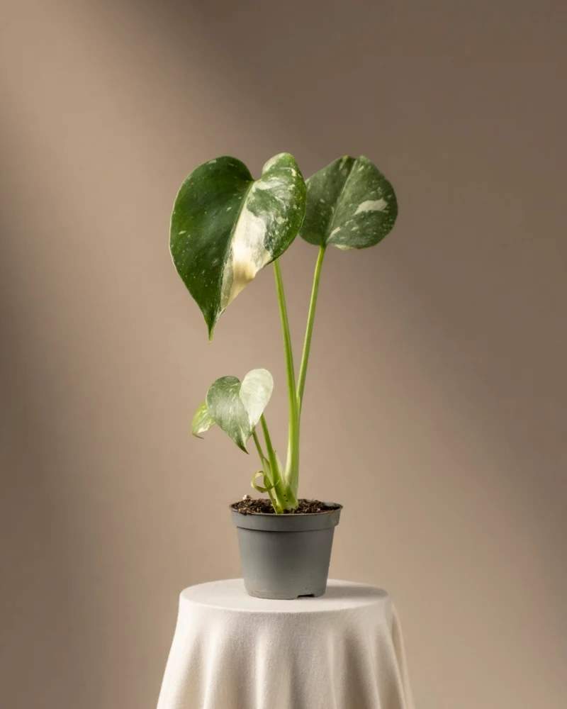 Monstera deliciosa 'Thai Constellation' Babypflanze