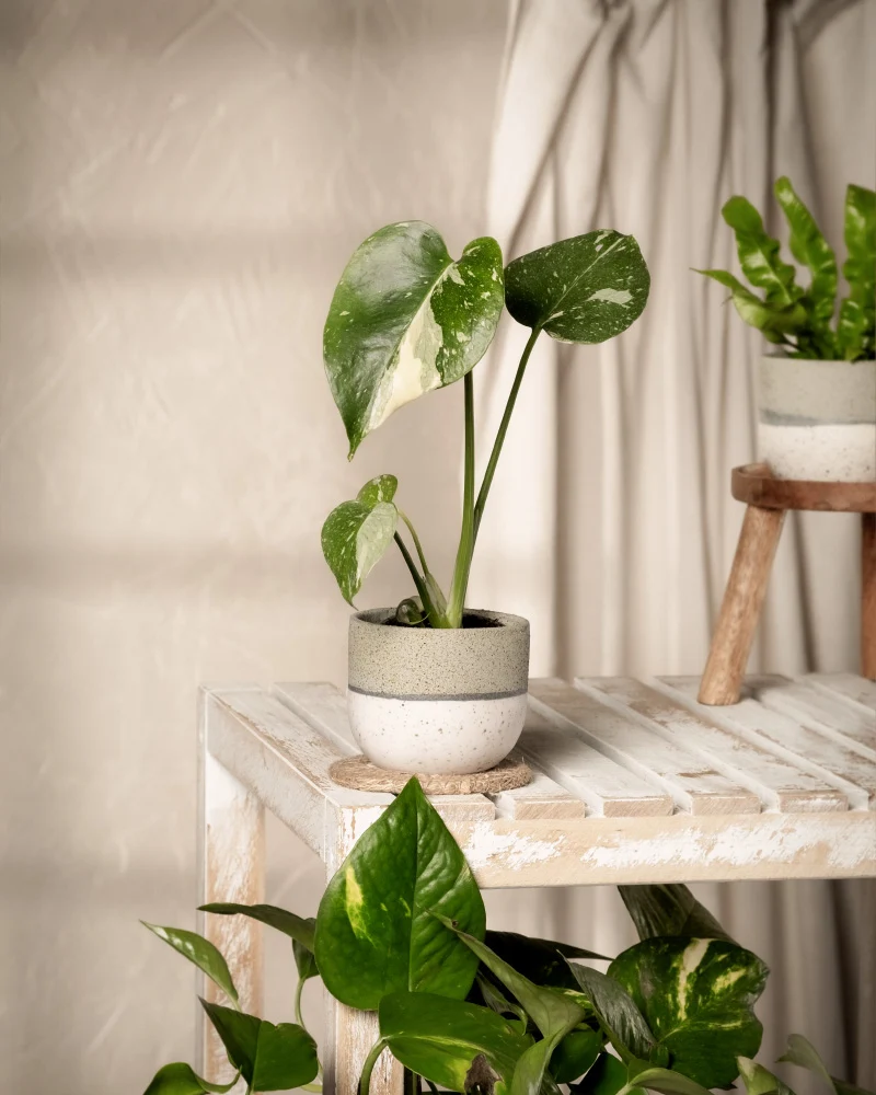 Monstera deliciosa 'Thai Constellation' Babypflanze
