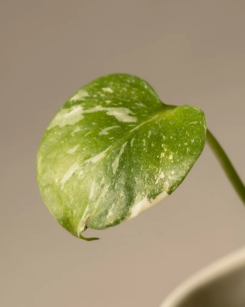 Monstera deliciosa 'Thai Constellation' Babypflanze