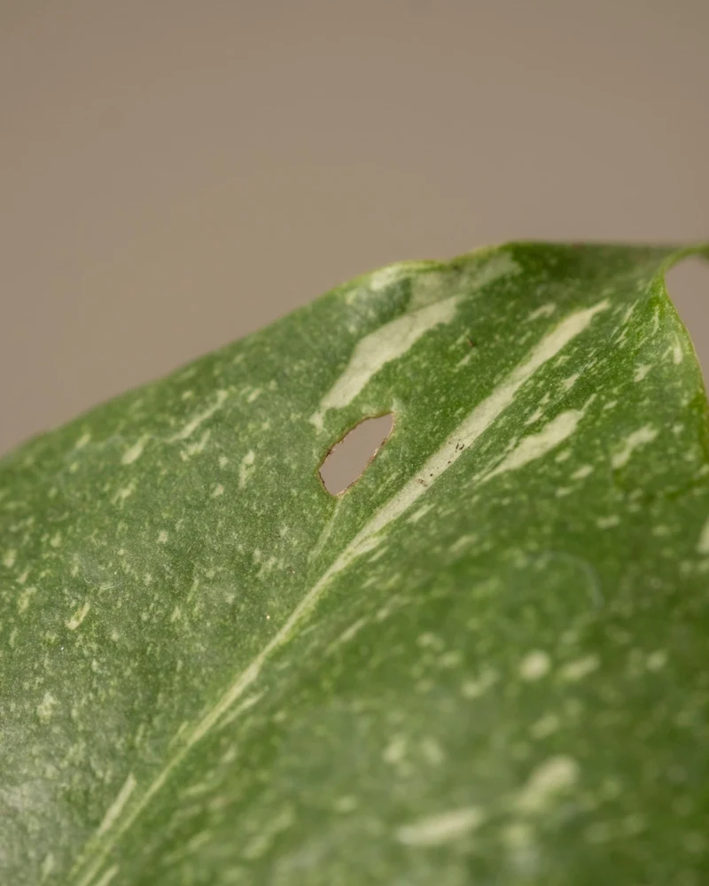 Monstera deliciosa 'Thai Constellation' Babypflanze