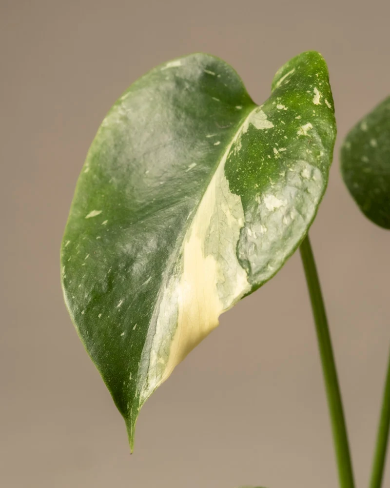 Monstera deliciosa 'Thai Constellation' Babypflanze