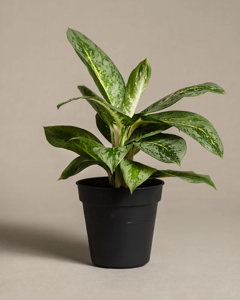 Aglaonema Lemon Mint