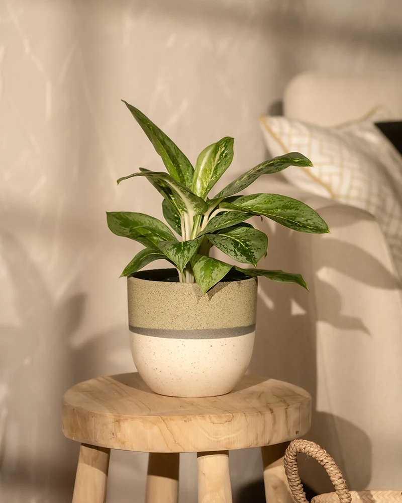 Aglaonema Lemon Mint