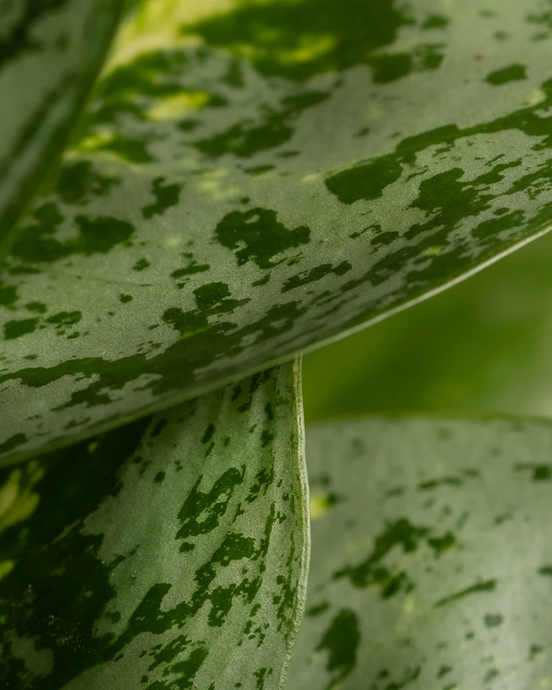 Aglaonema Lemon Mint