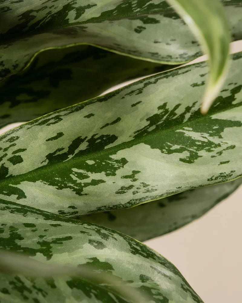 Aglaonema Greyhound